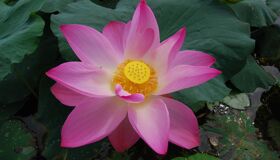 Begin your visa-prepared day with Vietnam’s tranquil ambiance